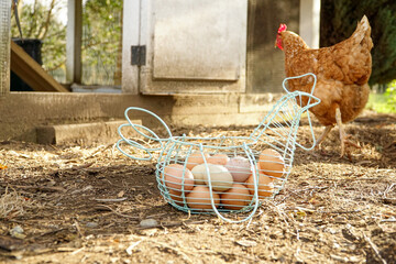 Organic egg basket in a chicken coop with a hen in the background