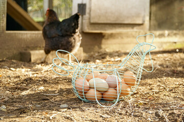 Basket of fresh eggs in a chicken coop, with a hen passing by in the background.