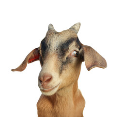 Fototapeta premium Cute goat isolated on white. Farm animal