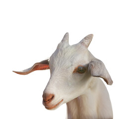 Cute goat isolated on white. Farm animal