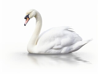 Captivating Elegance: A Strikingly Detailed Snapshot of a Lone White Swan in Isolation Generative AI