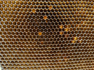 Honeycombs with natural healthy bees wax texture. Closeup of hexagonal bee wax cells structure on wooden frames, new ones are yellow and the older are darker