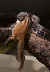 Eastern rat snake eating a chipmunk from Connecticut