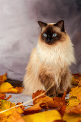 antumn ragdoll cat portrait