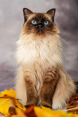Naklejka na ściany i meble antumn ragdoll cat portrait