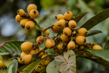 Japanese Nisperos (Eriobotrya japonica) ripe and ready to harvest from the tree. Fresh consumption,...