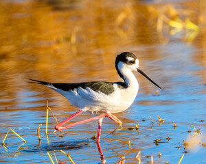 A black-necked stilt at the Merced National Wildlife Refuge in central California,