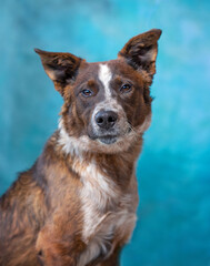 studio shot of a cute dog on an isolated background