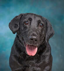 studio shot of a cute dog on an isolated background - 683580152