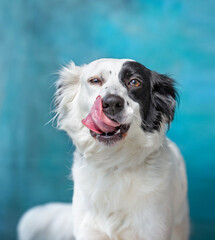 studio shot of a cute dog on an isolated background