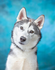 studio shot of a cute dog on an isolated background