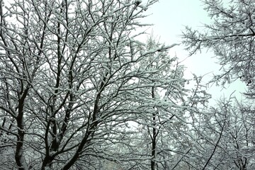 Winter mid-January , trees with freshly fallen snow on the branches
