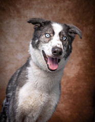 studio shot of a cute dog on an isolated background