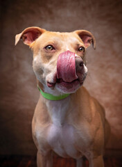 studio shot of a cute dog on an isolated background