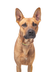 Obraz premium studio shot of a cute dog on an isolated background