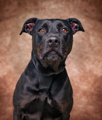 studio shot of a cute dog on an isolated background