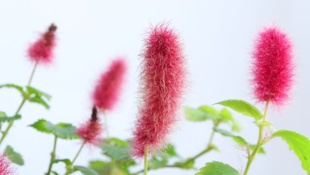 Close-up of Flowers, Acalypha Hispida with green leafs on selected focus. Acalypha hispida, the chenille plant swaying in the wind. 