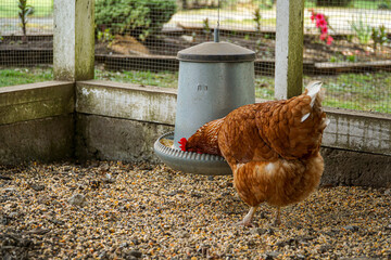 Close-up view of a chicken eating in its coop. © Capturas E