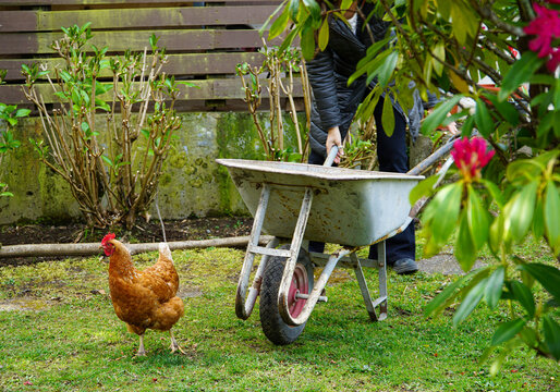 Woman wheeling a cart through her garden with her chicken