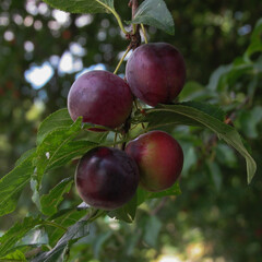 Plum on a branch
