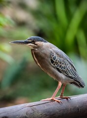 blue heron ardea cinerea