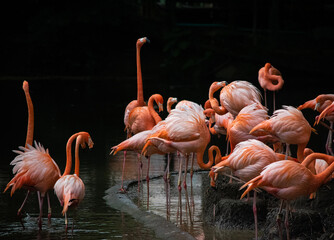 group of flamingos in the zoo