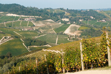 landscapes of the Piedmontese Langhe. the vineyards of serralunga d'alba in the autumn of 2023,...