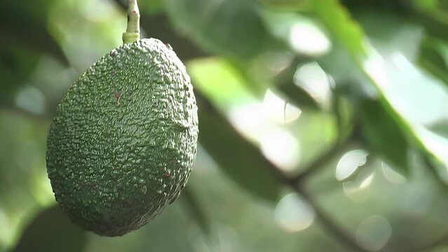 Hass avocado in tree
