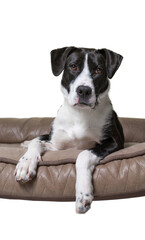 studio shot of a cute dog on an isolated background