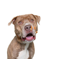 studio shot of a cute dog on an isolated background