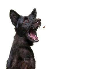 studio shot of a cute dog on an isolated background