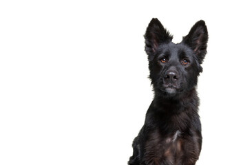 studio shot of a cute dog on an isolated background