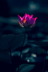 The lotus blooms in the morning in the swamp, Colorful flowers bloom when it is bright in my garden