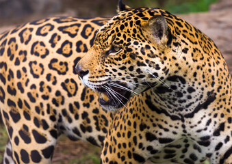A jaguar walks through the jungle of South America.