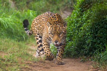 A jaguar walks through the jungle of South America.