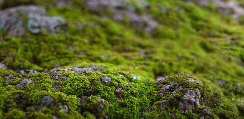 Green moss and rocks natural background for product display