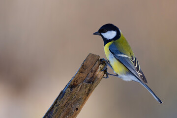 Sikora bogatka (Parus major)