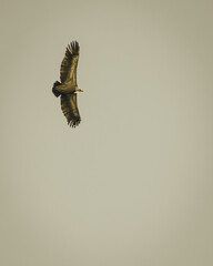 Vultures
