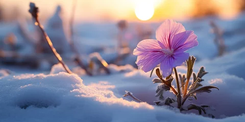 Foto op Canvas The resilience of a purple flower, standing out in a snowy landscape at dawn © Putra