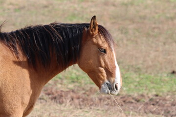 Closeup profile of a brown horse with hay in its mouth