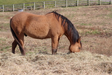 A very hungry brown horse eating hay