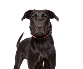 studio photo of a cute dog in front of an isolated background
