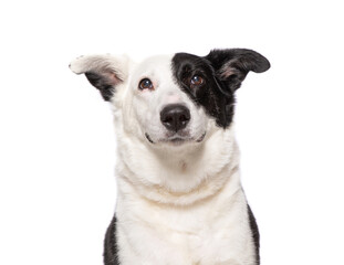 studio photo of a cute dog in front of an isolated background - obrazy, fototapety, plakaty