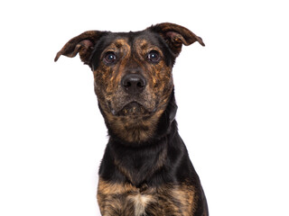 Obraz premium studio photo of a cute dog in front of an isolated background