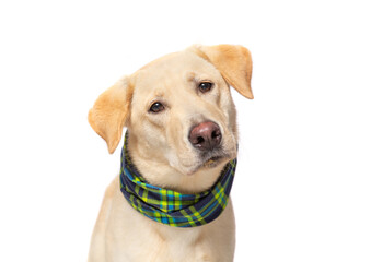studio photo of a cute dog in front of an isolated background - 683589105