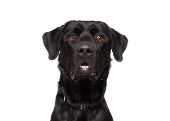 studio photo of a cute dog in front of an isolated background