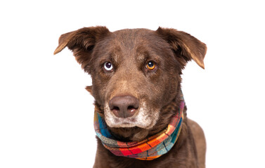studio photo of a cute dog in front of an isolated fall background