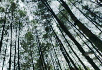 Blurred background of forest trees.Blurred bottom view of pine forest for background