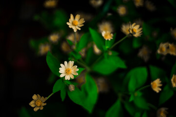  Pretty yellow petite petals of Creeping daisy on dark green leaves, known as many name on located...