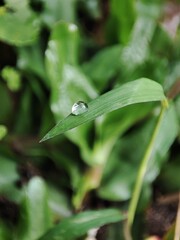 A drop of dew on the green grass at morning time.